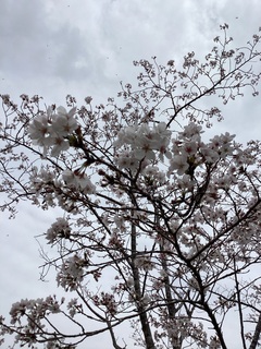 IMG_0900.JPG